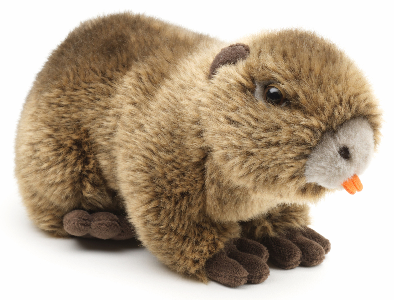 Nutria - 21 cm (length) 