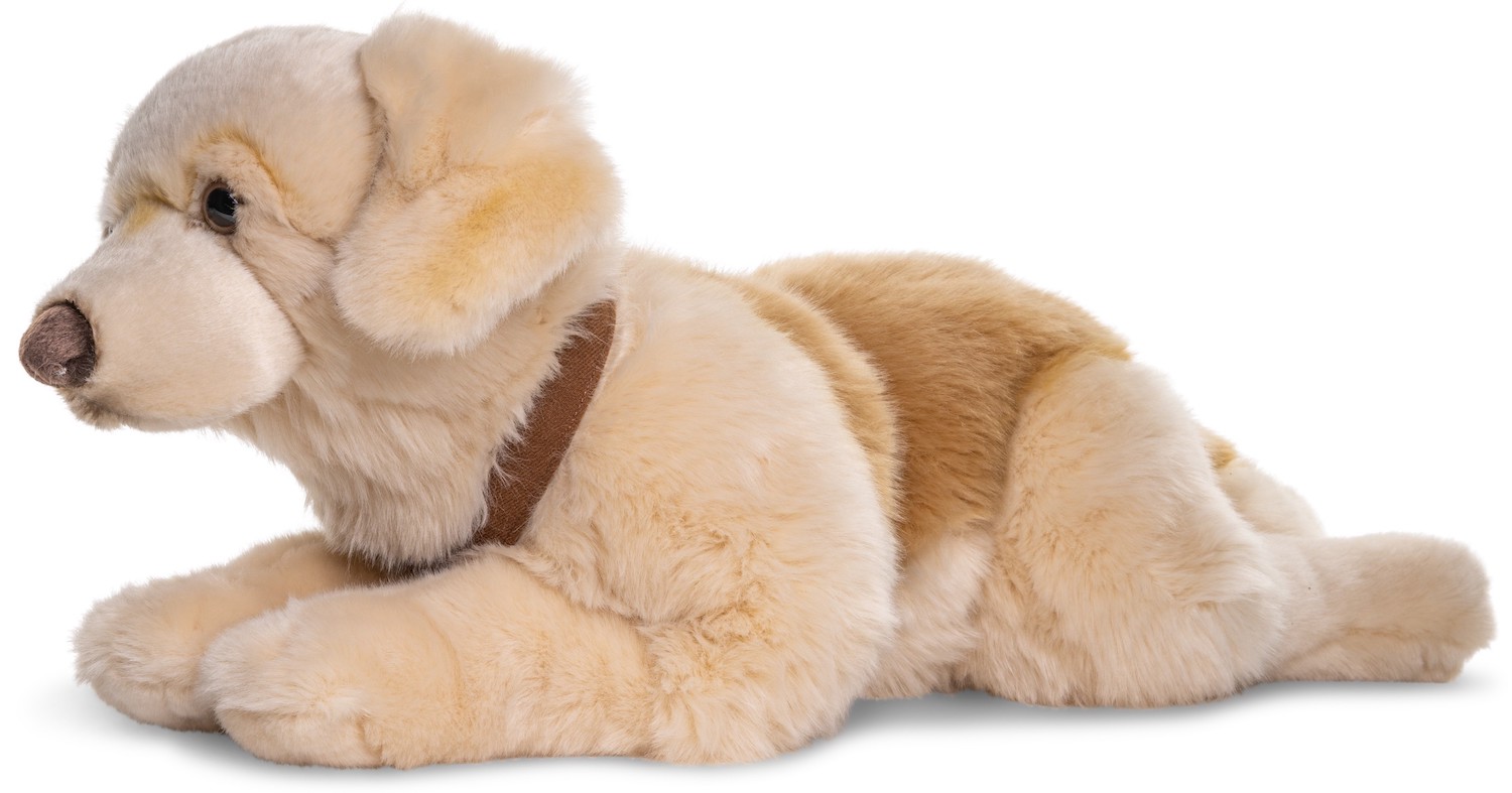 Golden Retriever, Lying, with OR without Harness - 60 cm (length) 