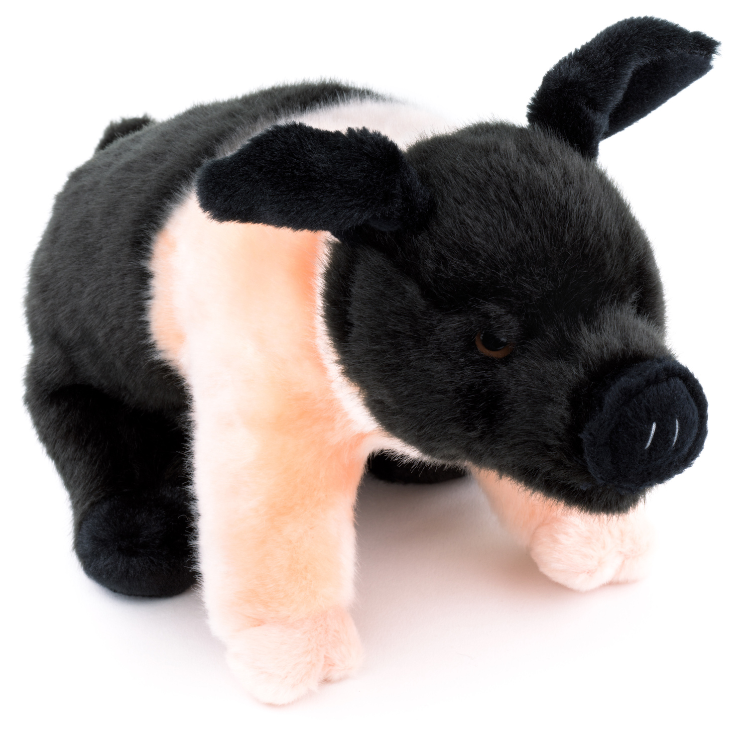 Angeln Saddleback Pig, standing - 25 cm (length)