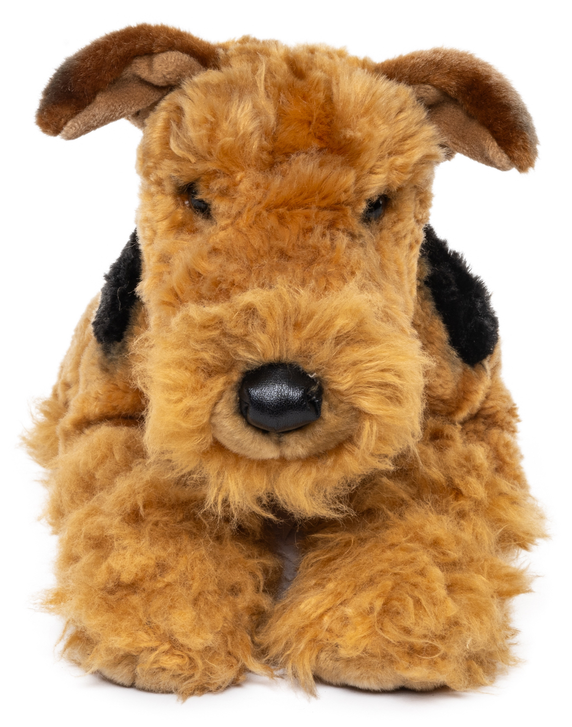 Airedale Terrier, lying - 43 cm (length)