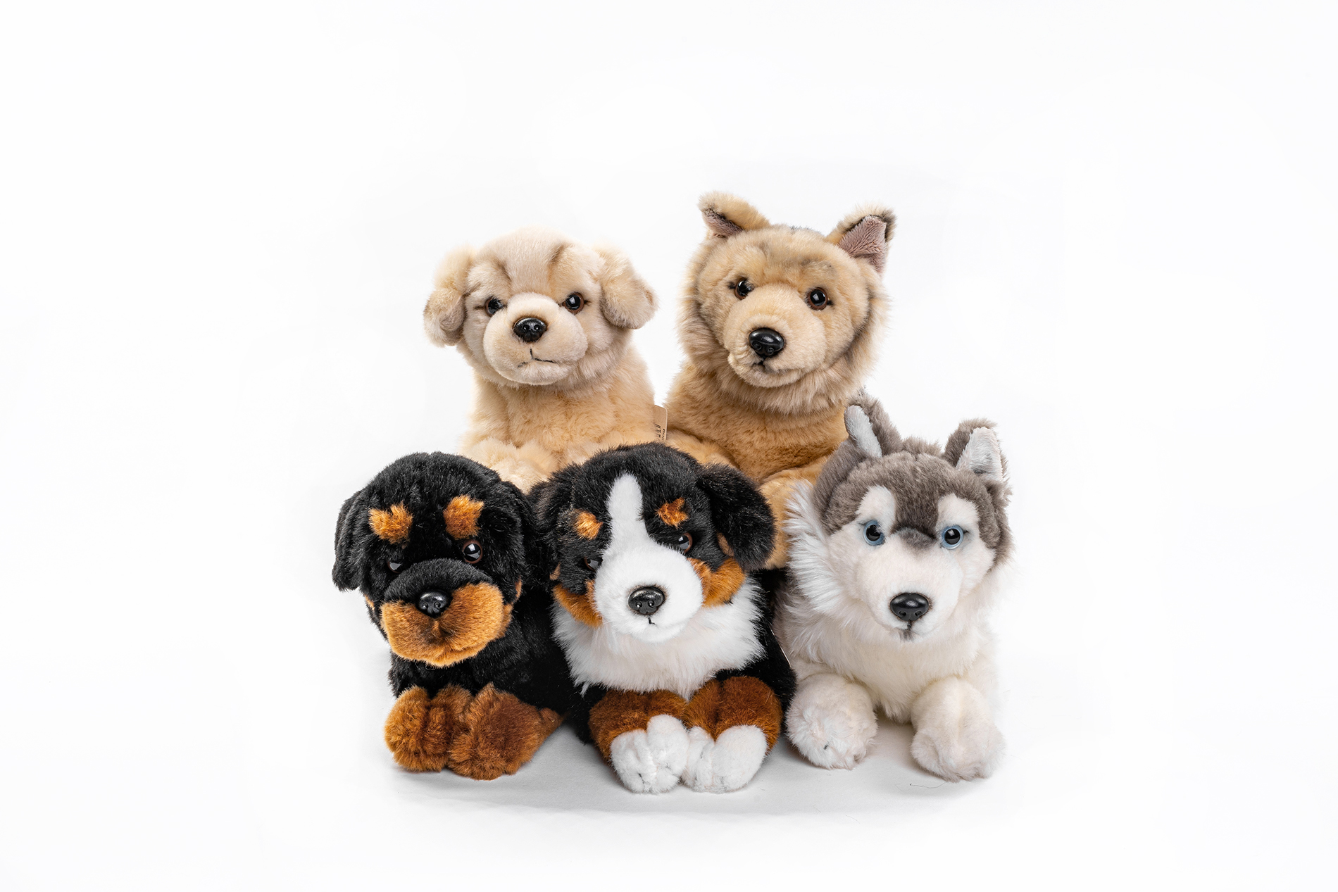 German Shepherd, golden Retriever, Bernese, Husky, Rottweiler, lying-29-32 cm (length)