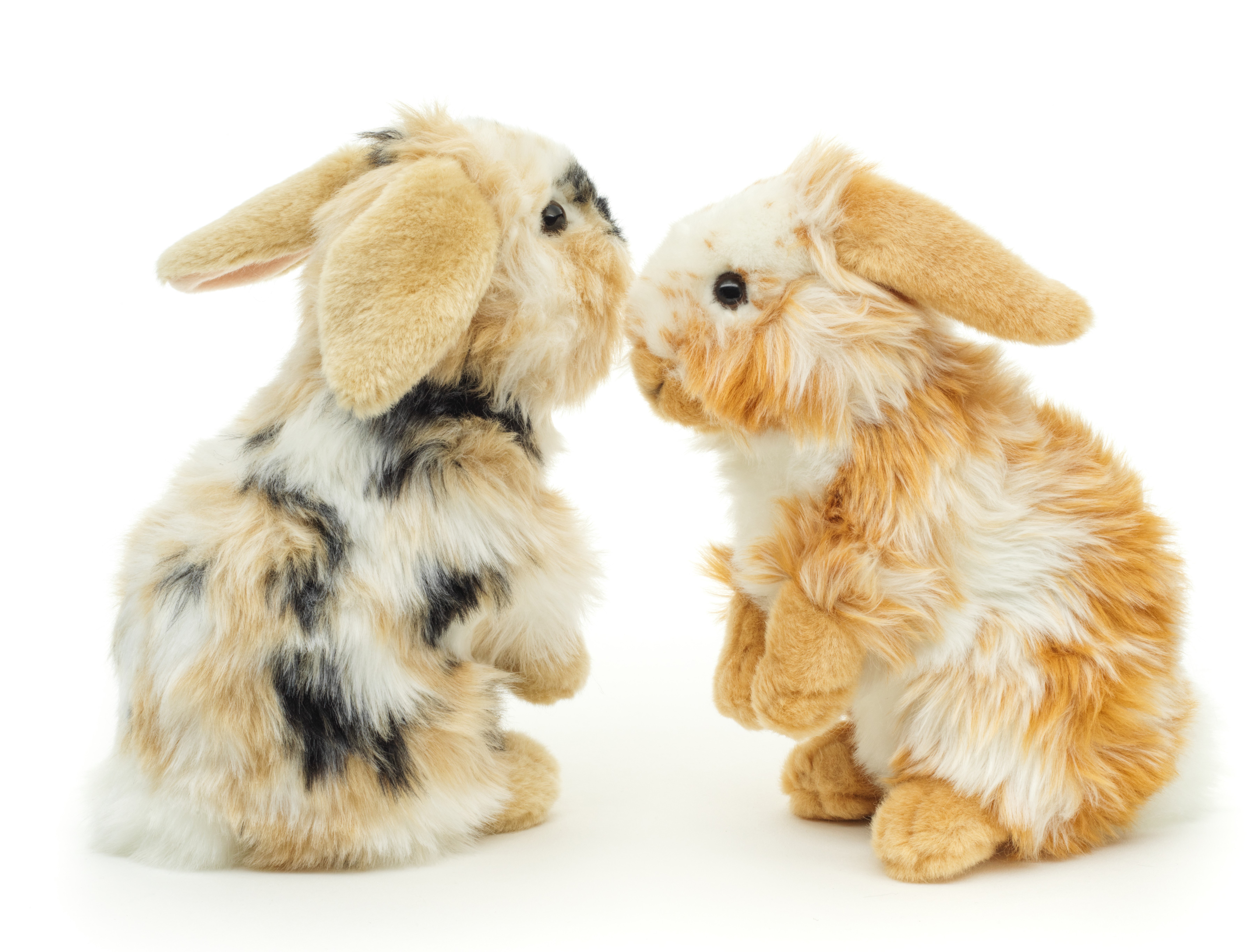 Lop -Eared lion head rabbit, standing (black-brown-white  OR gold-white ) - 23 cm (height)