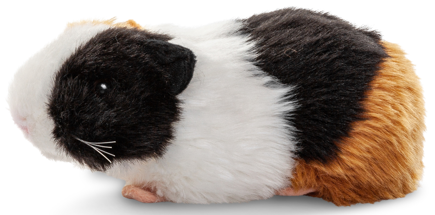 Guinea pig - 20 cm (length) 