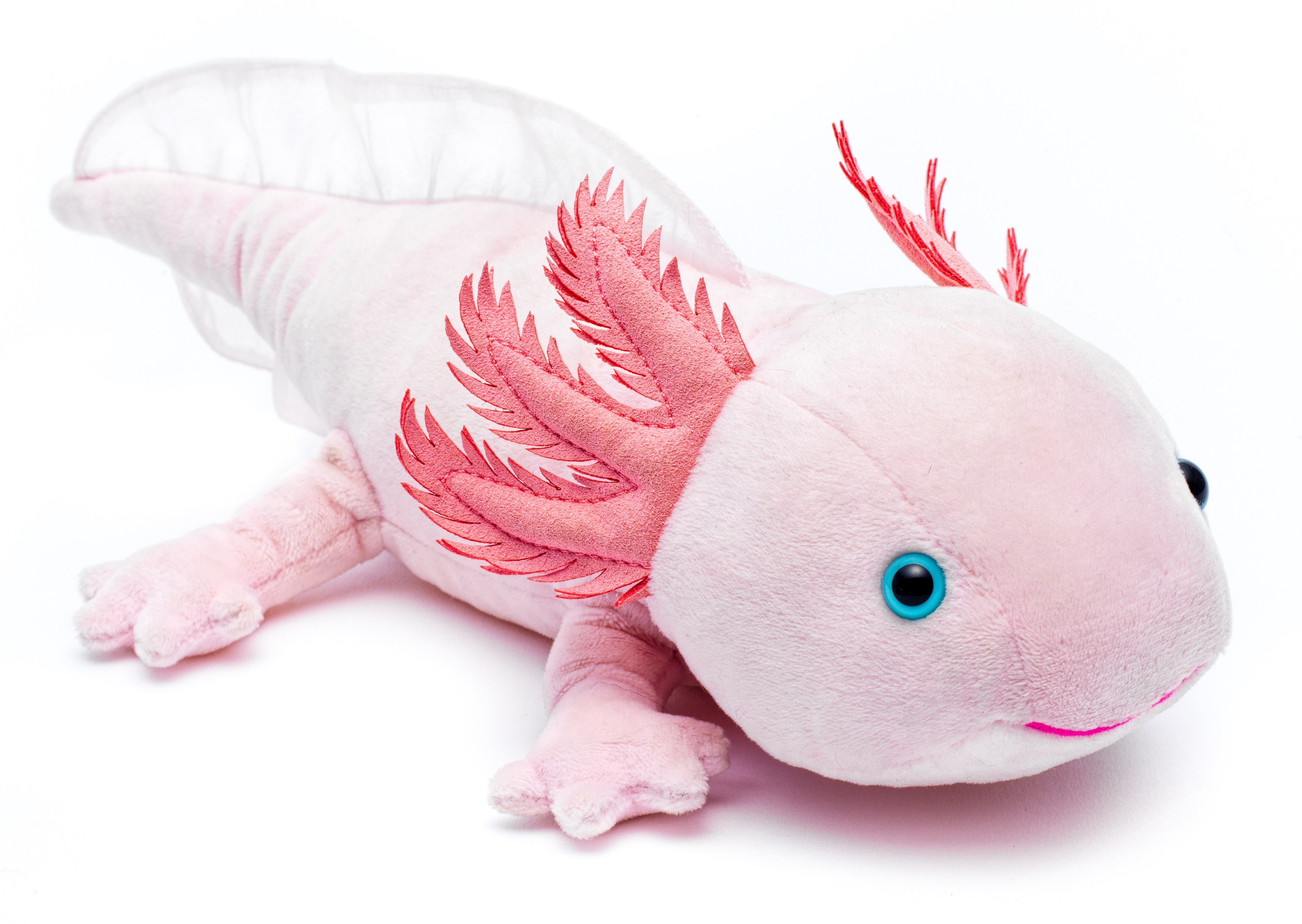 Axolotl (rosa) - 32 cm (Länge) 