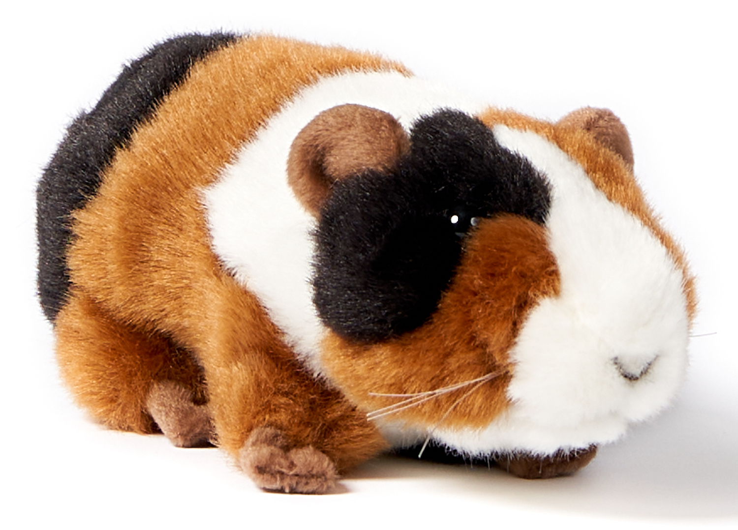 Guinea pig - 18 cm (length)