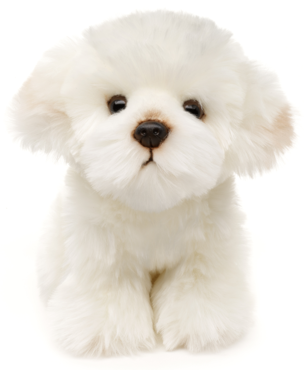 Maltese - 18 cm (height)