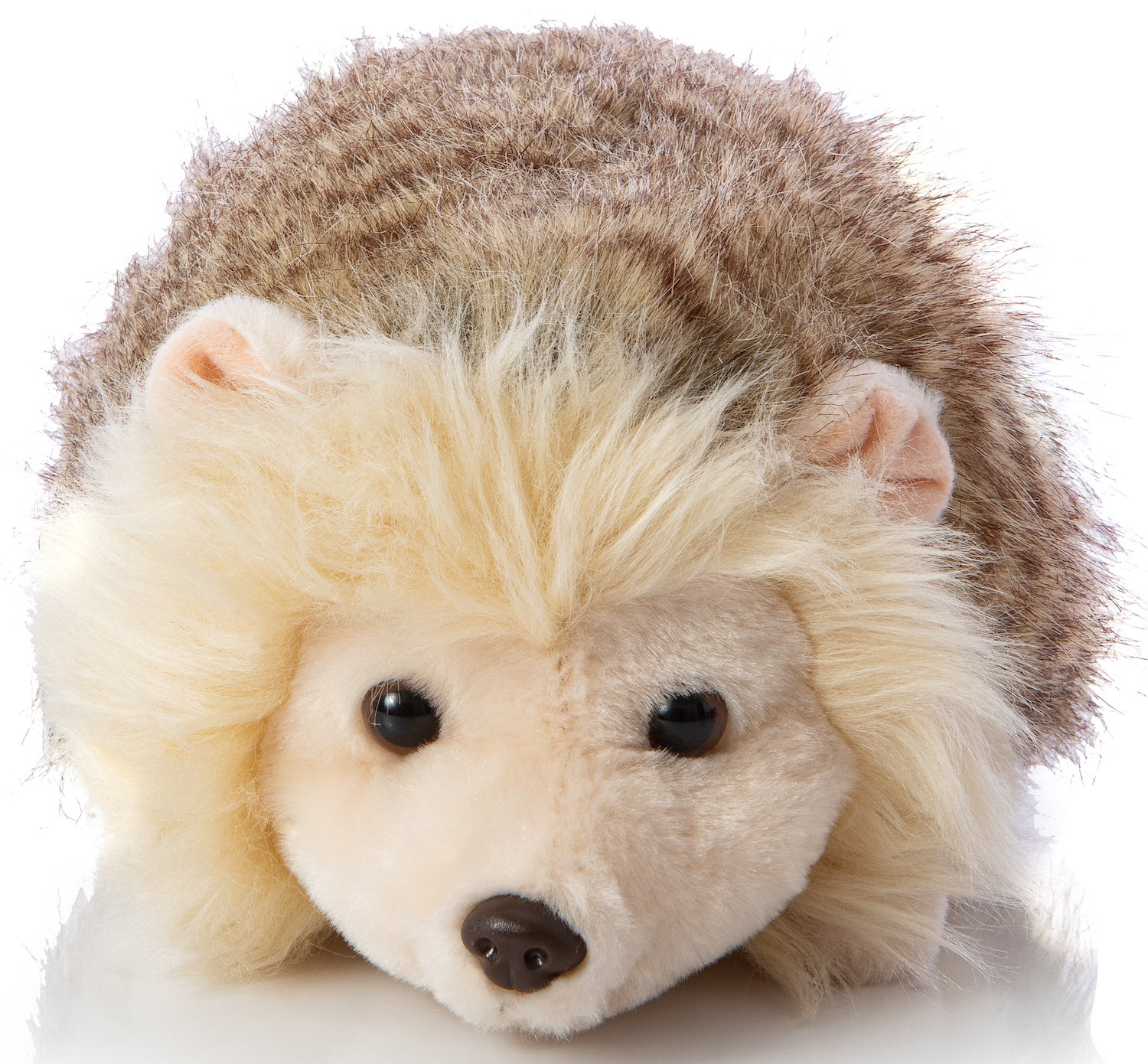 Hedgehog with brown mottled fur, lying - 24 cm (length)