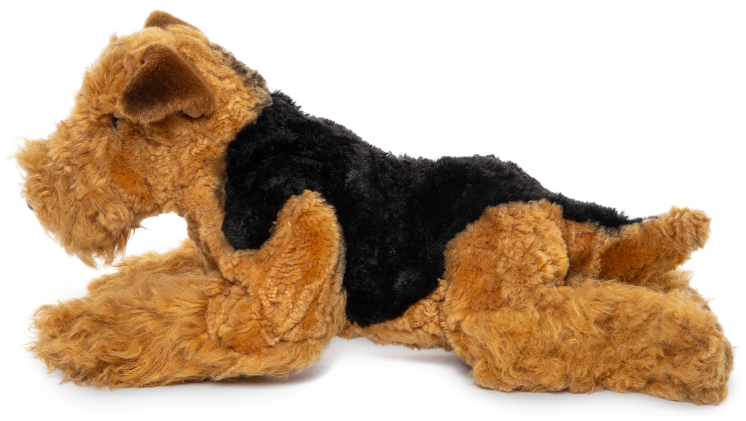 Airedale Terrier, lying - 43 cm (length)