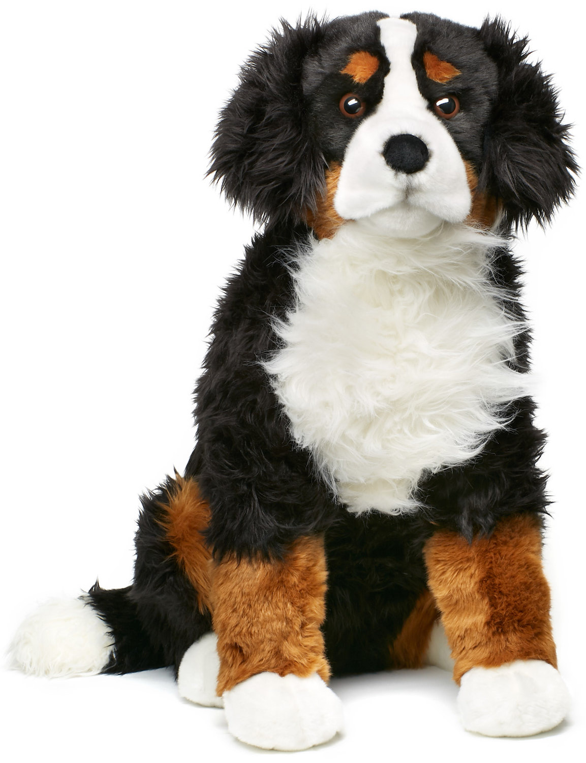 Bernese Mountain Dog Ben, sitting