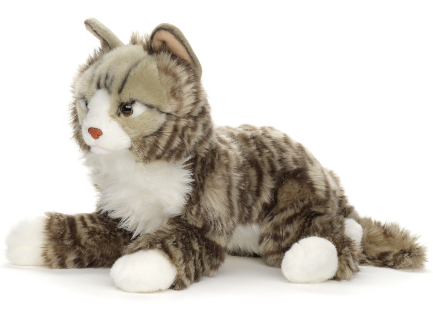 Norwegian forest cat - 46 cm (length) 