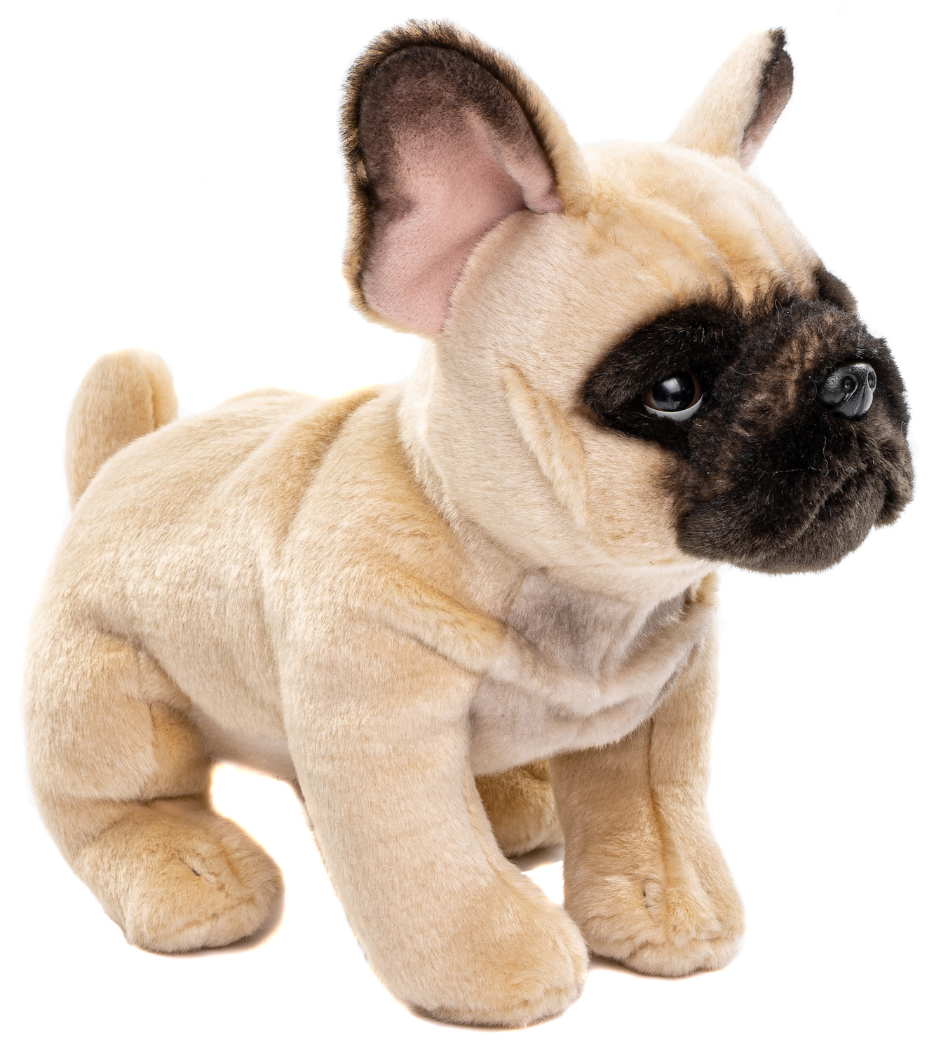 French bulldog (beige) - Without leash OR with leash- 27 cm (length) 