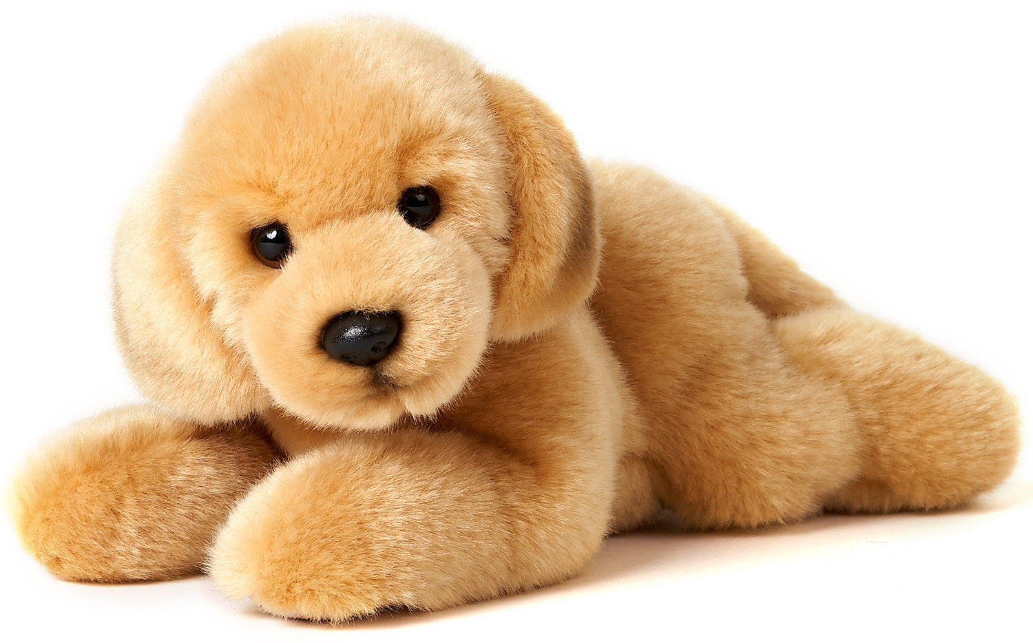 Golden Retriever Puppy, lying